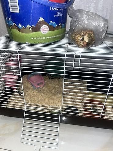 it dami satilir: Cüce hamster və tam dəst aksesuarlar Qefes ile biryerde satılır 2-3 — 3
