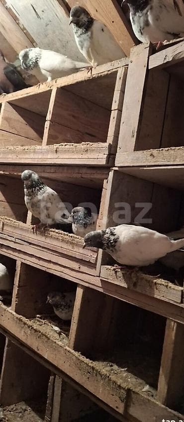 Gəmiricilər: Məhsul: Damazlıq göyərçinlər (qara-yaşıl boyun ləkəli, ağ-boz çalarlı — 4