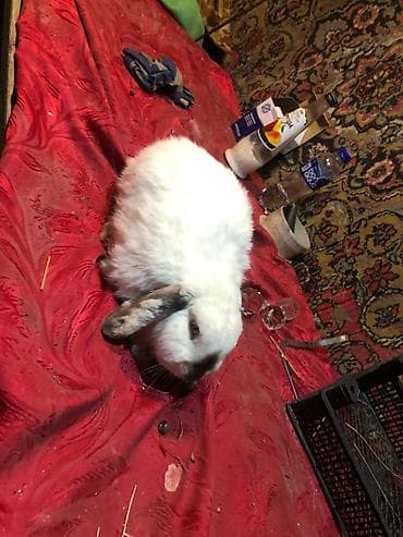 dovsan: Mini lop ev dovşanları 1 ədədi 25 m erkekdilər - Növ: Mini lop (aşağı — 4