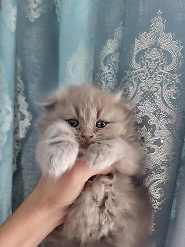 Pişiklər: Şotland yastı qulaq — 3