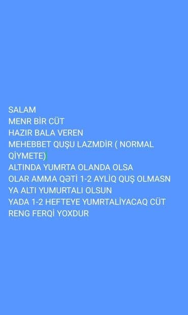 Голуби: NORMAL QİYMETE OLSUN — 1