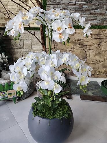 dekor güllər: Dekorativ orkide kompozisiyası – böyük ölçülü - Tərkib: ağ falenopsis — 2