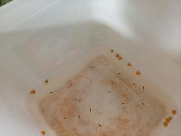 toy poodle satış: Akvaryum komplekti – canlı balıqlar və mollyuskalarla ilbiz böyük və — 4