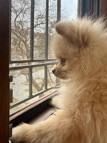 spits itleri: Şpitz — 2