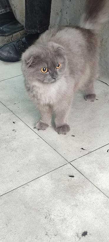 ucuz pişiy: Şotland yastı qulaq, Dişi, Ünvandan götürmə — 1