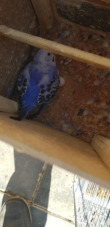 Papugaylar saglam guslar 6 ayfan yuxari