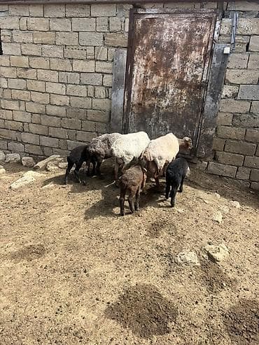 Qoyun və quzular dəsti Ana bala 2si erkəydi 1dişi quzunun - Növlər — 2