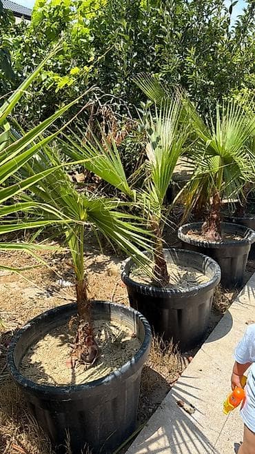 adəm ağacı: Təsvir: - Dekorativ fanşəkilli yaşıl yarpaqlar, lifli kənarlı və — 2