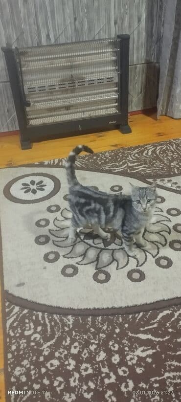 heyvan paltarları: Tabbi, Dişi, Yaxşı əllərə — 8