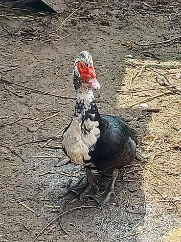 pekin ördək: Salam qara tek erkey 40 manat ag erkey 30 mat ag disiler 20 manat isde — 7