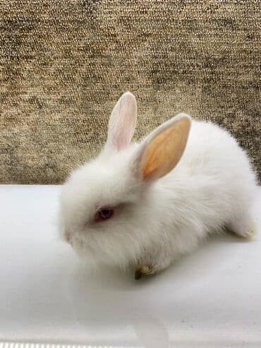 Akvariumlar: Mini dekorativ dovşan balası - Rəng: tam ağ tüklü, qırmızı gözlü — 7