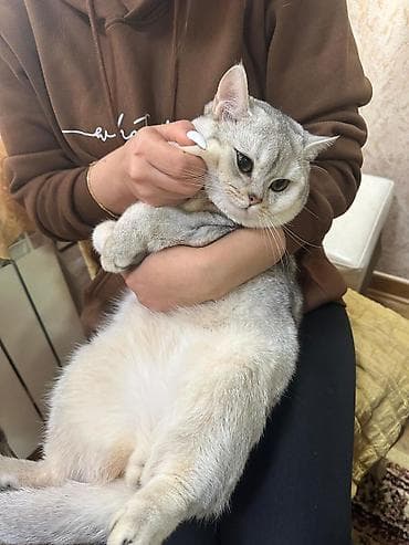 pişim: Britan — 9