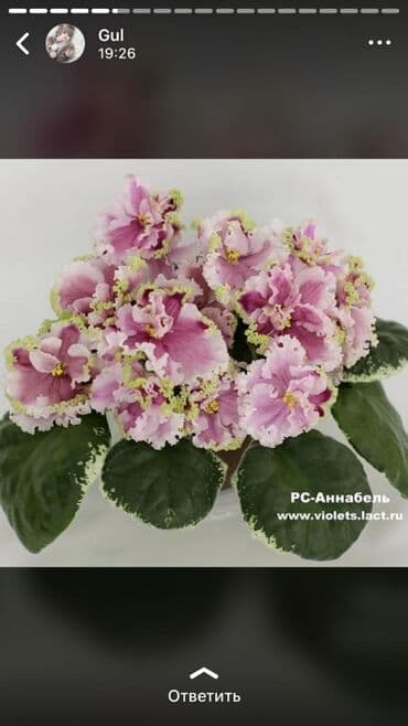 alp bənövşəsi: Fialka startiorlari 4 azn — 5