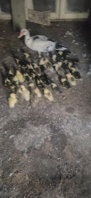 heyvan yemləri: Misk ördəyi balaları (indo ducklings) - Cins: Misk (indo) ördəyi - — 4