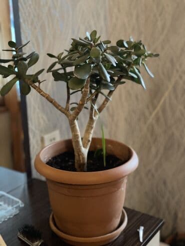 Krasula.Pul ağacı. Pul Gülü. Xeyli böyüyüb. 5 ildir ki baxırıq. Ağac