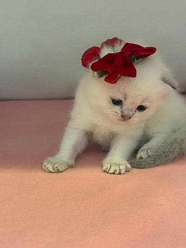 ag pisik sekilleri: Şotland — 5