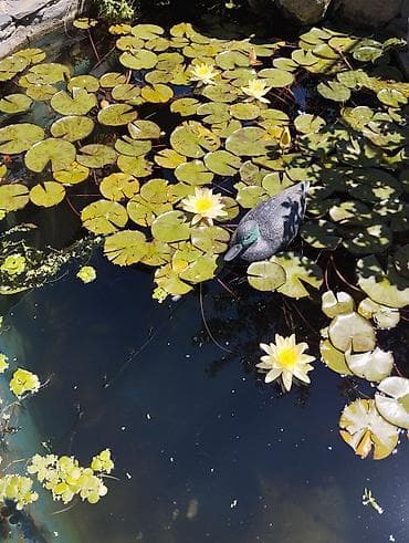 ev bitkisi: Hovuzlar üçün su zanbağı (Nymphaea) rizomları/saplaqları lotos bitkisi — 1