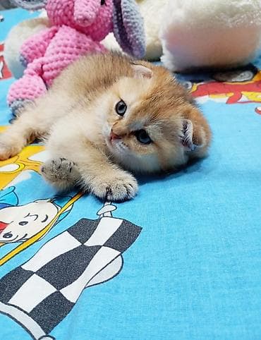 Gəmiricilər: Qızıl şinşilla, Erkək — 2