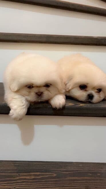 İtlər: Pekines — 5