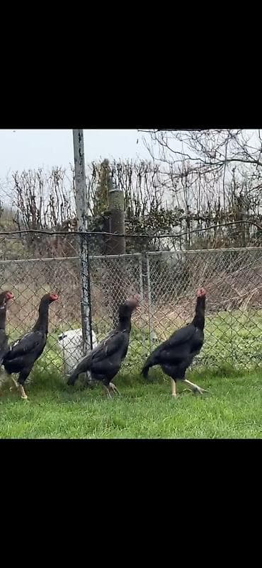 baliq akvarium satisi: Toyuq, Damazlıq — 9