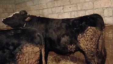 qara kanada: Məhsul: Qaramal (öküz/inqilis növünə bənzər, qarışıqtük rəngli) — 9