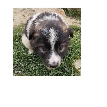 Птицы: Bu küçükler menimdir.Amma artıq 2 aylıqdırlar.Kim isteyir desin.Pul — 4