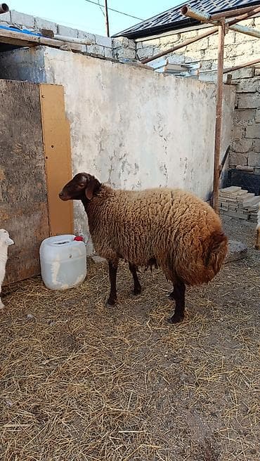 pitbul dişi: Qoyun – yerli donlu-etlik tip Məhsul təsviri: - Qara başlı, tünd — 1