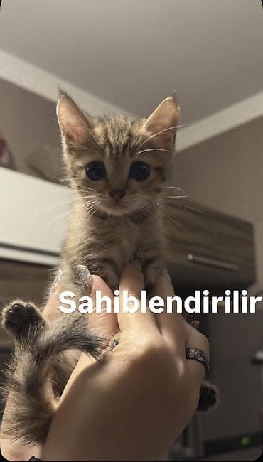 pişik bala: Tabbi, Erkək, Yaxşı əllərə — 1
