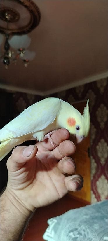 qoyun surusu satilir: Ele Oyremis quslardir hamsi hecbr problemsiz sağlam — 3