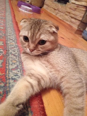 Britan yastı qulaq, Erkək — 2