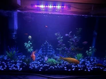 tap az it: Dördbucaq akvarium, Balıqlarla birlikdə, 85 l, Pulsuz çatdırılma — 4