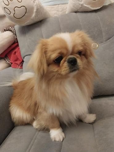 Pekines, 1 il, Erkek, Cütləşmə üçün, Pulsuz çatdırılma