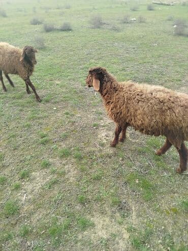 Qoyun – yerli cins, 2 dene erkek qala quzu satılır iksde erkekdi biri