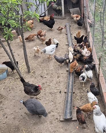 Məhsul: Ev quşları (toyuq, xoruz və hind toyuğu/ferma quşları)