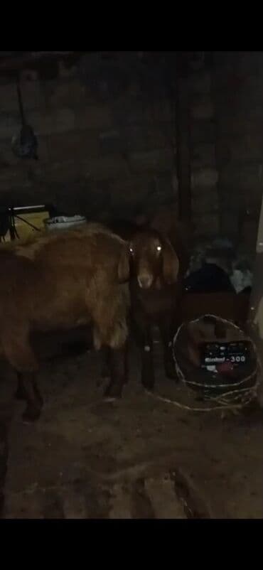 Məhsul: Qoyun/keçi (qəhvəyi rəngdə, qulaqları sallanan, buynuzsuz tip)