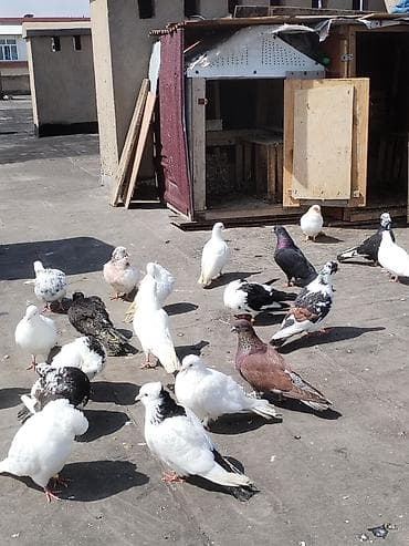 Ev göyərçinləri – müxtəlif rəng və cinslər Cutler 15 azn - Qrup lalafo.az -da Ev göyərçinləri – müxtəlif rəng və cinslər Cutler 15 azn - Qrup