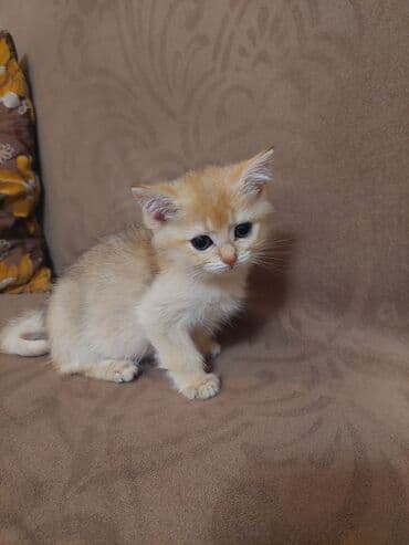 купить шотландского котенка: Золотая шиншилла, Самка, В добрые руки, Самовывоз — 8