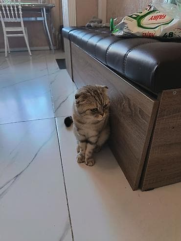 Птицы: Шотладская вислоухая — 3