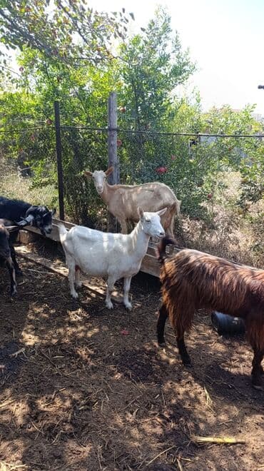 cins ineklerin qiymeti: Məhsul: Keçilər satılır boğaz keçilər sudlü heyvanlardı Qiymət: 400 — 17