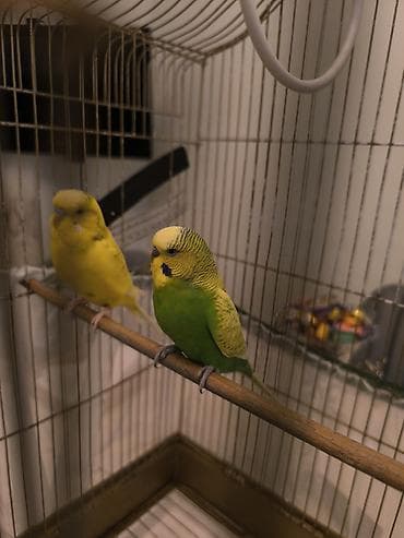 Təcili satılır 2eded quş qəfəs su qabı den qablari böyük qəfəs qiyməti