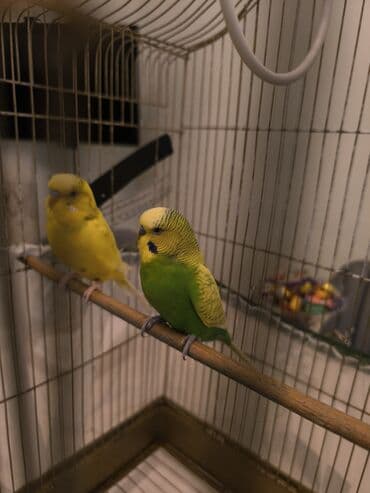 tovuz qusu: Təcili satılır 2eded quş qəfəs su qabı den qablari böyük qəfəs qiyməti — 3