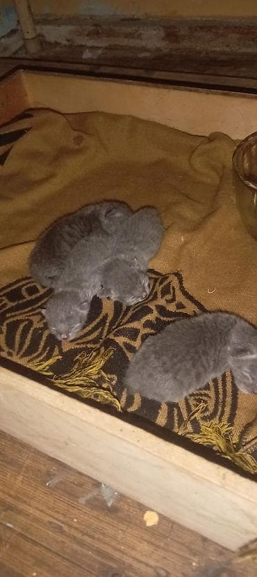 Rus mavi, Erkək, Dişi, Ünvandan götürmə, Ödənişli çatdırılma, Rayonlara çatdırılma lalafo.az -da Rus mavi, Erkək, Dişi, Ünvandan götürmə, Ödənişli çatdırılma, Rayonlara çatdırılma