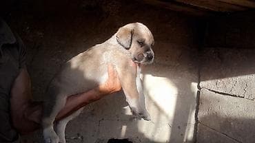 pıttbull ıt: Alabay, 1 ay, Dişi, Cütləşmə üçün, Ödənişli çatdırılma — 5