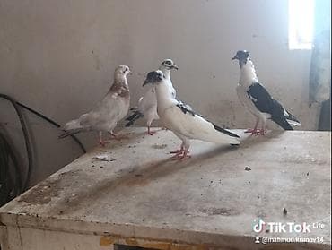 pidbul balası: 1əbrəş maya-1 göy quyruq çilbaş maya-2dənə baladan çıxma qarabaş — 4