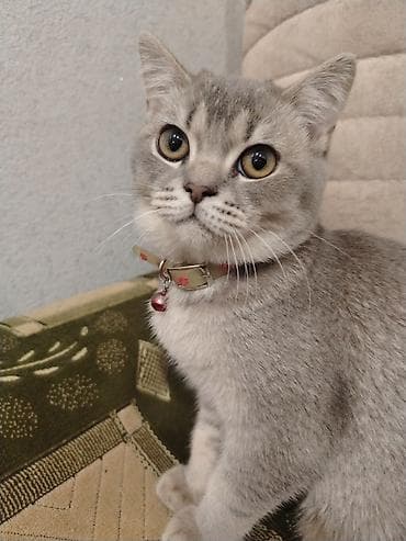 şotlan pişiyi: Şotland — 3