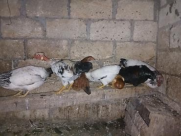 balakən heyvan satisi: Toyuq, Damazlıq — 3