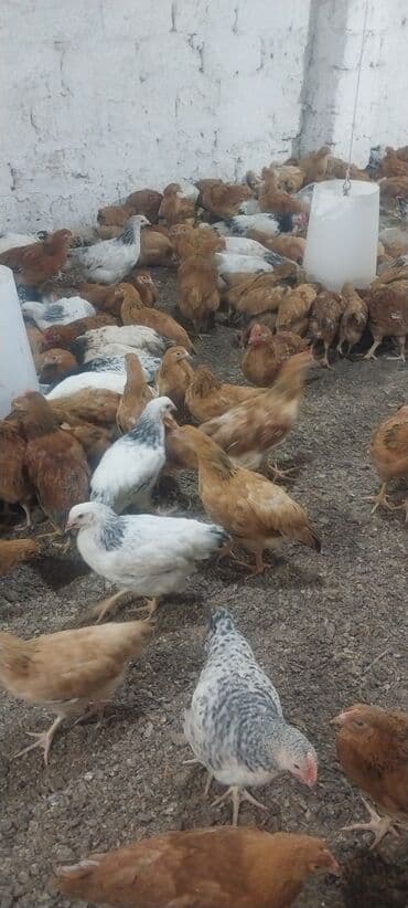 Toyuq cücələri, Ətlik