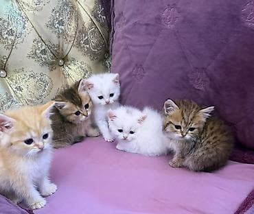 qızılı sinsilla: Şinşilla — 2