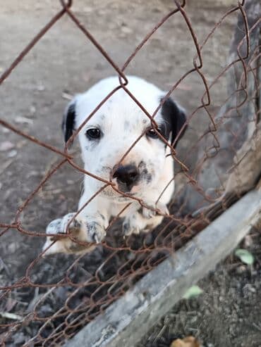 Gəmiricilər: Dalmatin — 2