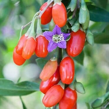 Goji giləmeyvəsi ştili (Lycium barbarum) 1 və 2 illik goji kolları